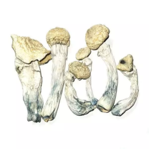 Albino Penis Envy (APE Cubensis)